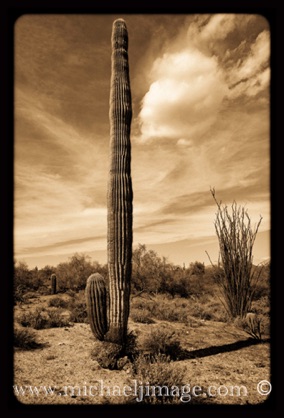 "saguaro standing tall"
McDowell mountain preserve